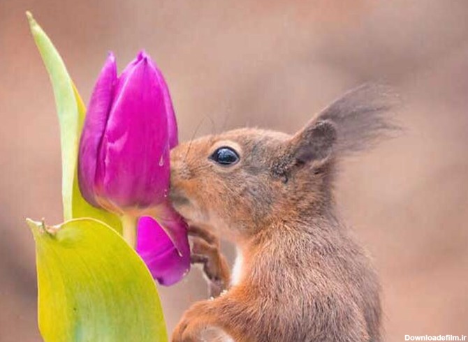 فرارو | (تصاویر) تعامل جالب سنجاب‌ها و پرندگان با گل‌ها!
