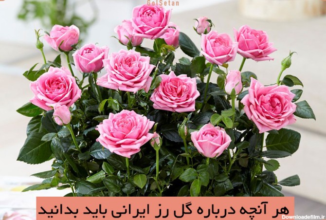 معرفی گل رز ایرانی و روش نگهداری آن |گُل‌سِتان