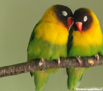 عکس دو مرغ عشق عاشق love birds in love