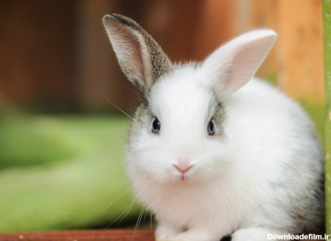 راهنمای خرید خرگوش برای نگهداری در خانه
