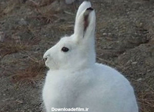عکس/درازگوش ترین خرگوش دنیا