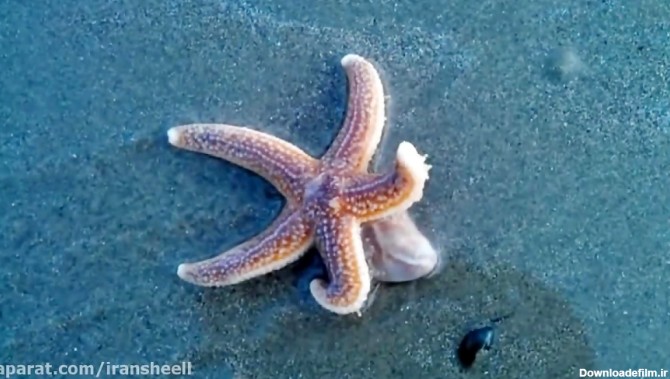دنیای زیبای ستارههای دریایی