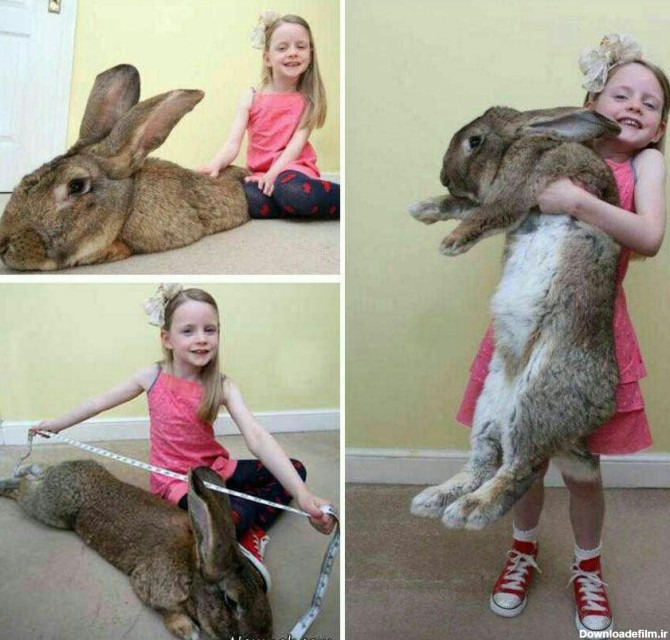 عکس:: بزرگترین خرگوش دنیا | خبرنامه دانشجویان ایران