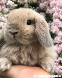 عکس خرگوش لوپ برای پروفایل
