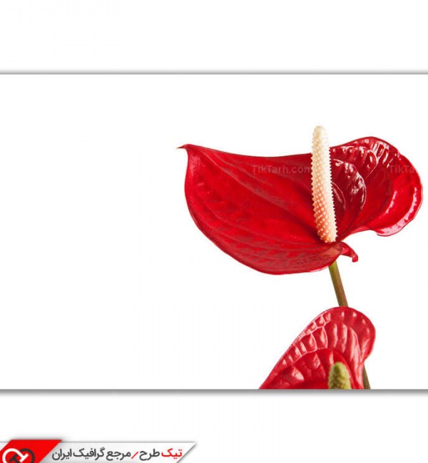 تصویر باکیفت از گل ها طبیعی قرمز