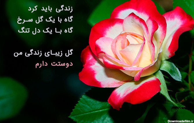 عکس گل رز همراه با متن
