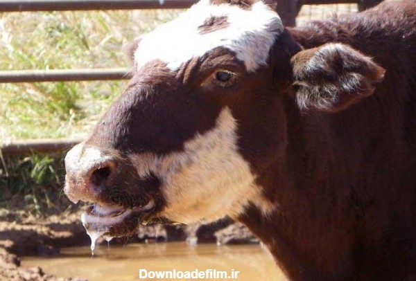 بیماری های شایع در گاوها