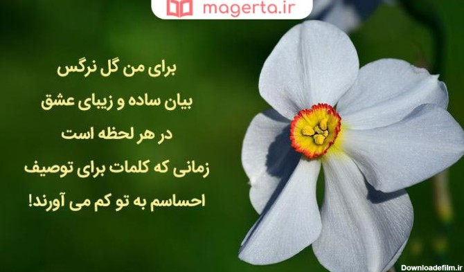 متن در مورد گل نرگس 🌼+ عکس نوشته عاشقانه درباره گل نرگسی - ماگرتا