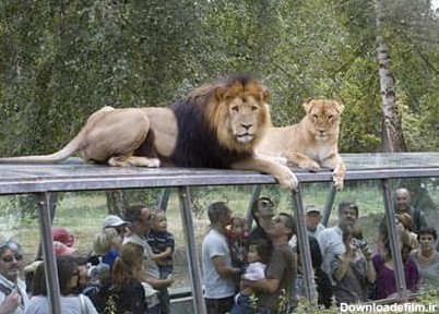 تصاویر/ عجیب‌ترین باغ وحش دنیا!