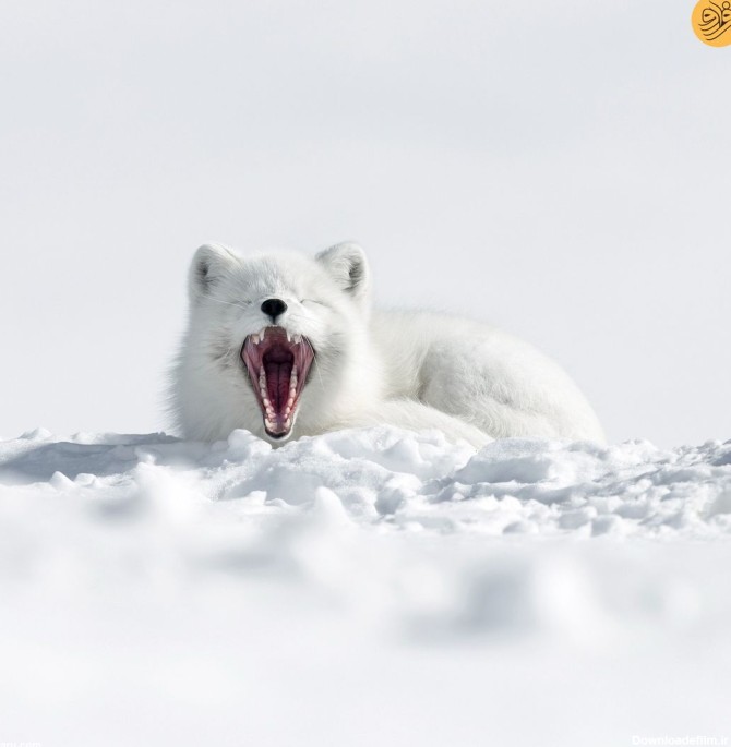 عکس) لحظه خمیازه کشیدن یک روباه قطبی