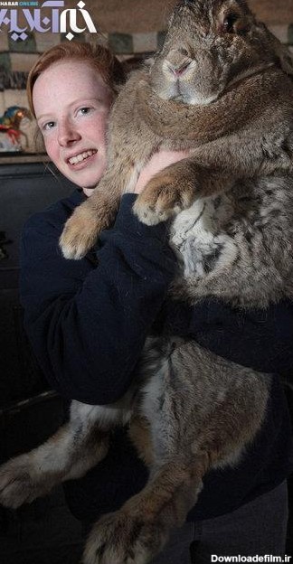 عکس/ بزرگترین خرگوش دنیا