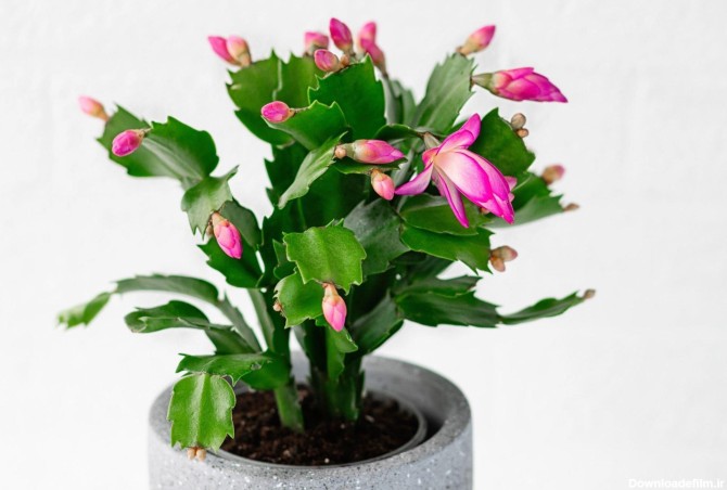 فرارو | ۱۰ تا از زیباترین و مقاوم‌ترین گیاهان آپارتمانی گل‌دار