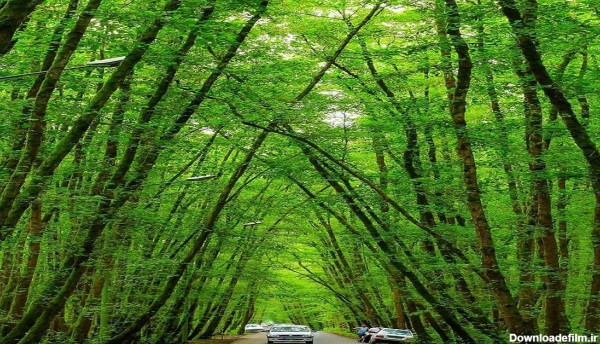 نمایی زیبا از توتل جنگلی گیسوم در تالش + تصاویر