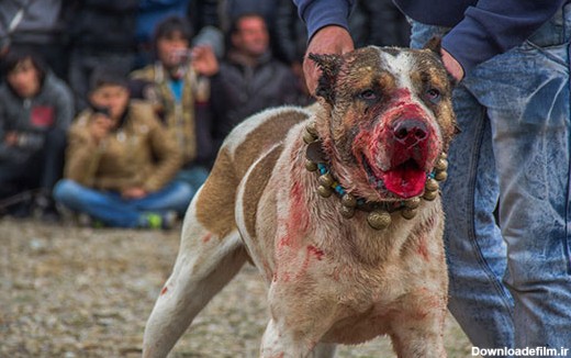 عکس: نبرد خونین سگ‌ها در زنجان (12+)