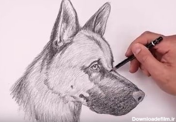 آموزش نقاشی سگ هاسکی ساده و مرحله به مرحله - نقاشیار