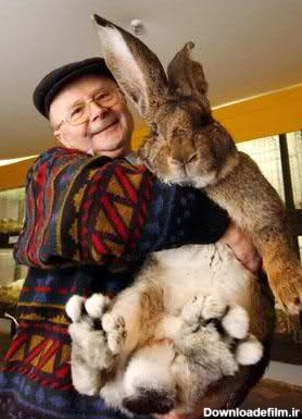 غول پیکر ترین خرگوش دنیا - جهان نيوز