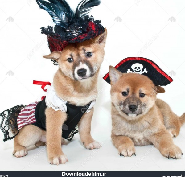 دو فوق العاده زیبا شیبا inu توله سگ لباس پوشیدن در لباس دزدان ...