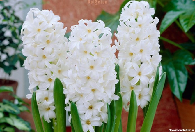 گل آیولوس یا سنبل سفید ، از جمله انواع گل سنبل با عطری دلنشین