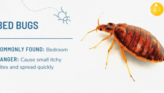 فرارو | انواع حشرات خانگی و بهترین راه‌های دفع حشرات