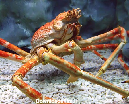 خرچنگ عنکبوتی ژاپنی: بزرگ‌ترین خرچنگ جهان (+عکس)