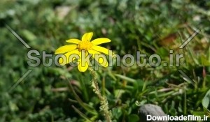 گل زرد کوچک - گل ها - طبیعت - استوک فوتو - خرید عکس و فروش عکس و ...