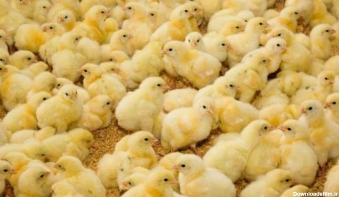 افزایش تولید جوجه یک روزه از آبان/ فراوانی مرغ در راه است