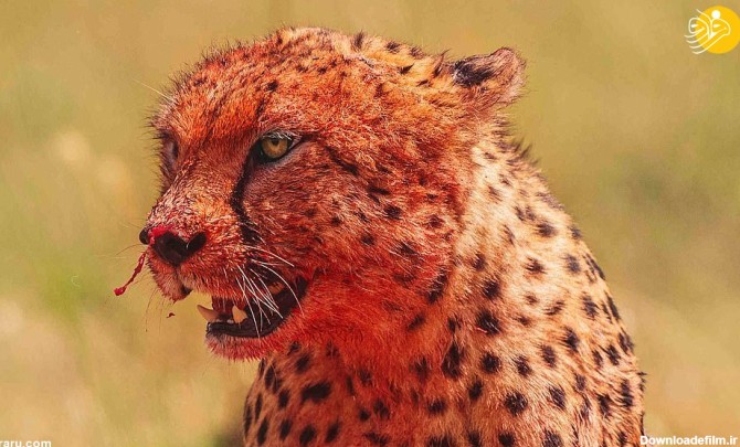 تصاویر) ماسکِ خون؛ سر و صورت خونی یوزپلنگ‌ها پس از خوردن شکار ...