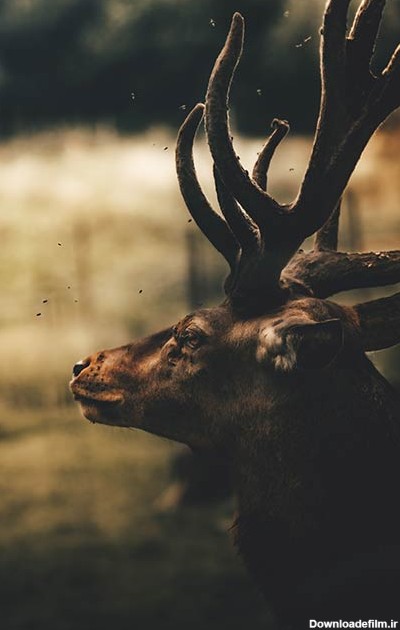 مجموعه تصویر زمینه حیوانات زیبا برای موبایل