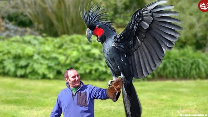 ویدئو) 10 پرنده گران قیمت جهان؛ این کبوتر 70 میلیارد تومان فروخته ...