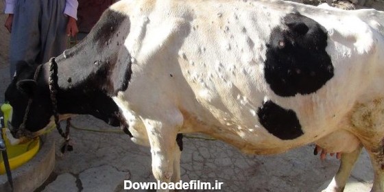 بیماری های شایع در گاوها