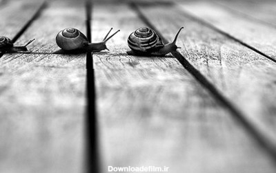 عکس سیاه و سفید سفید حلزون