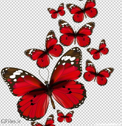 دانلود تصویر دوربری شده و فاقد بکگرند پروانه های قرمز به صورت فایل png با کیفیت بالا
