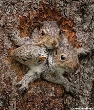 عکس/خروج بچه سنجاب‌ها برای اولین بار از لانه