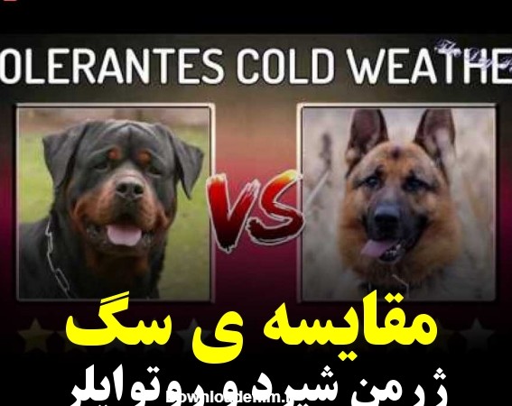 مقایسه ی سگ ژرمن شپرد و روتوایلر
