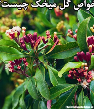 آشنایی با خواص گل میخک - آشا مرجع کامل عصاره های پودری گیاهان دارویی