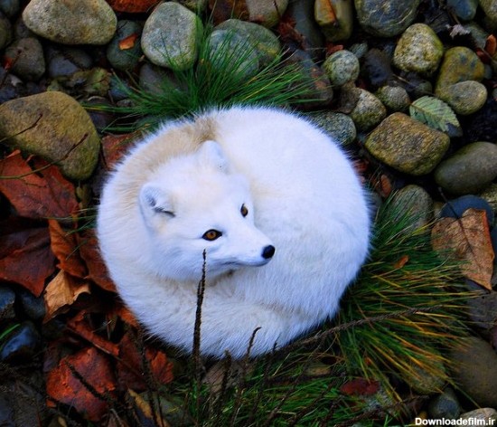 روباه سفید(عکس)