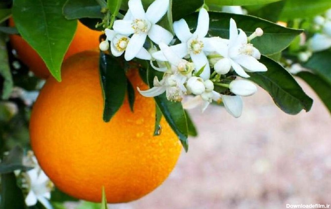 فرارو | خواص عجیب عرق بهار نارنج برای لاغری و رفع گرما