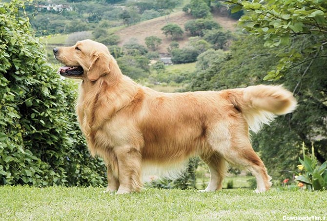 مشخصات کامل، قیمت و خرید نژاد سگ گلدن رتریور (Golden ...