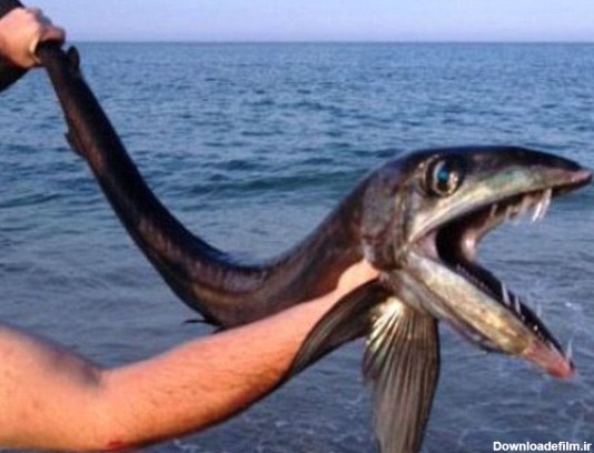 فرارو | (تصاویر) کشف ماهی ترسناک در کارولینا