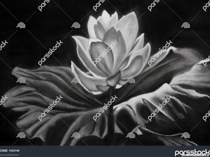 گل عشق نقاشی سیاه قلم 1452140