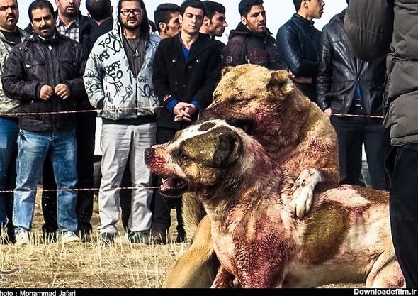سگ آدمخواری که نگهداری آن در ایران ممنوع نیست! (+تصاویر)