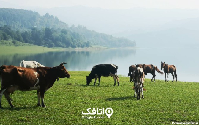 گاوها درحال گشت‌وگذار کنار دریاچه لفور