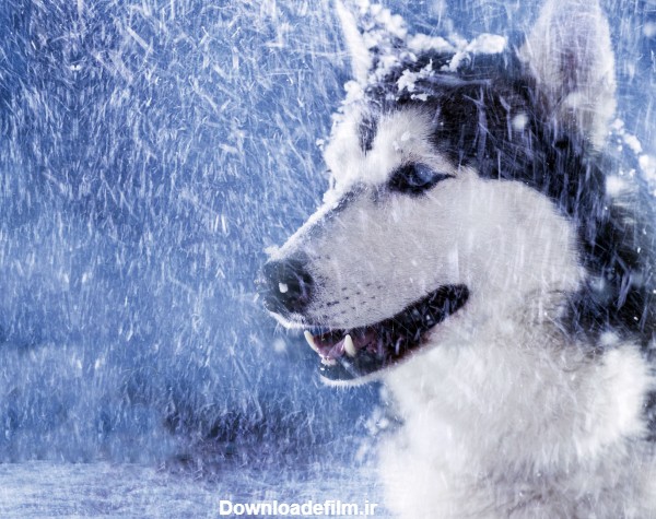 عکس گرگ در کولاک زمستان winter storm wolf