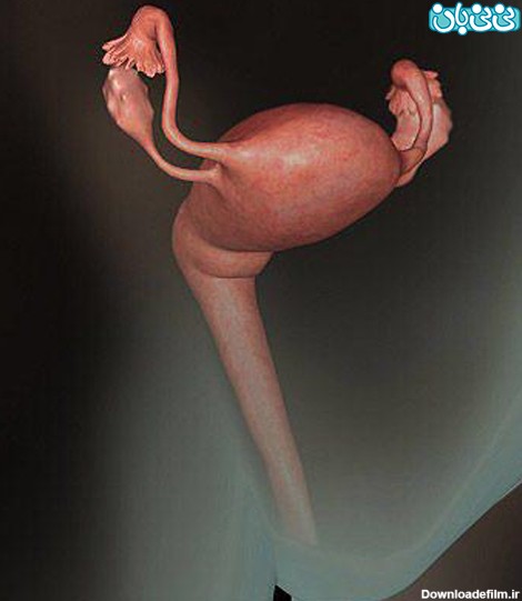 رشد جنین یک ماهه، آنچه میخواهید بدانید