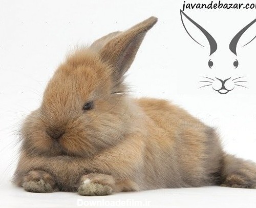 تعیین جنسیت خرگوش - خرگوش نر بخریم یا ماده - تشخیص جنسیت خرگوش