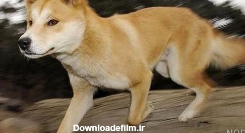 عکس سگ ژرمن زرد - عکس نودی