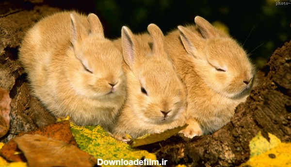 پوستر خرگوش های ژاپنی japones rabbits