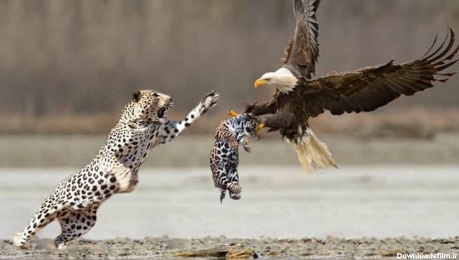 عقاب و پلنگ _ مادر پلنگ از نوزاد خود در برابر شکار عقاب محافظت می کند