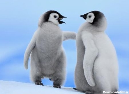 آموزش راه رفتن به بچه پنگوئن بامزه +تصاویر
