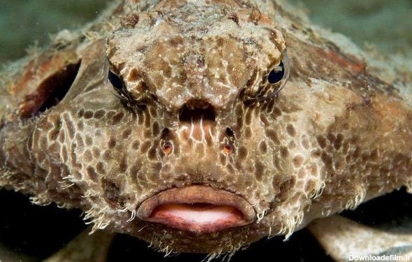 تصاویر دیدنی از زشت ترین و عجیب ترین ماهی های دنیا - جهان نيوز